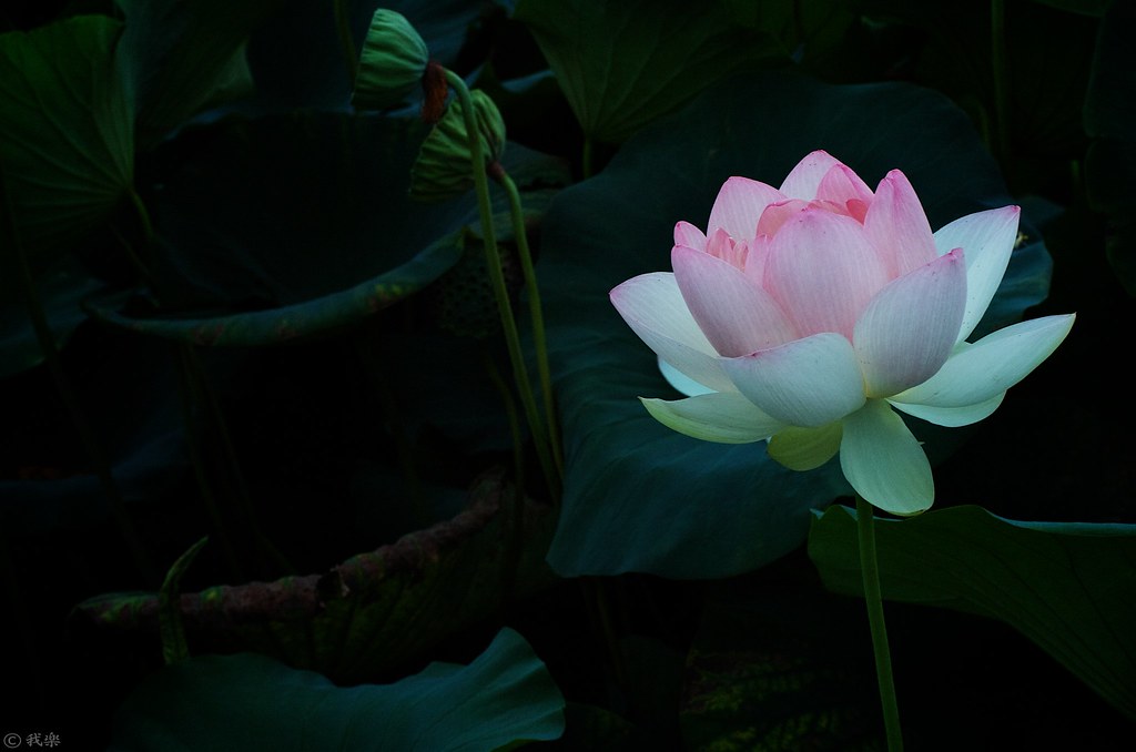 Lotus #5