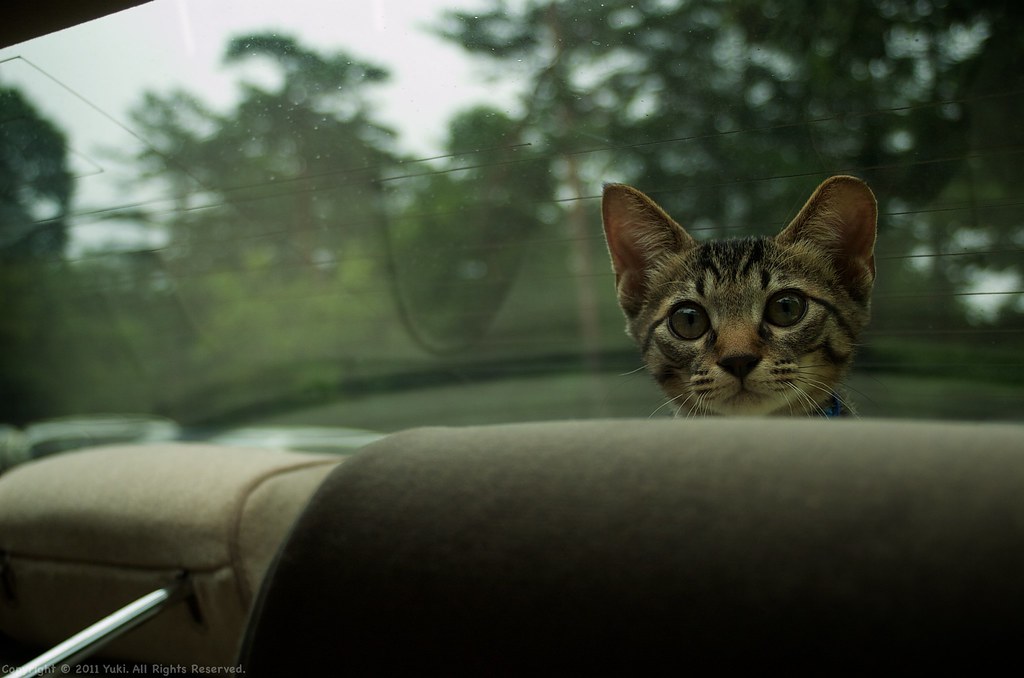 Driving with my cat #1