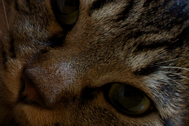 peeping cat SS