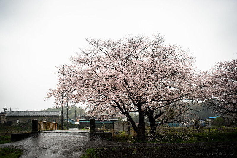 Sakura wet with rain